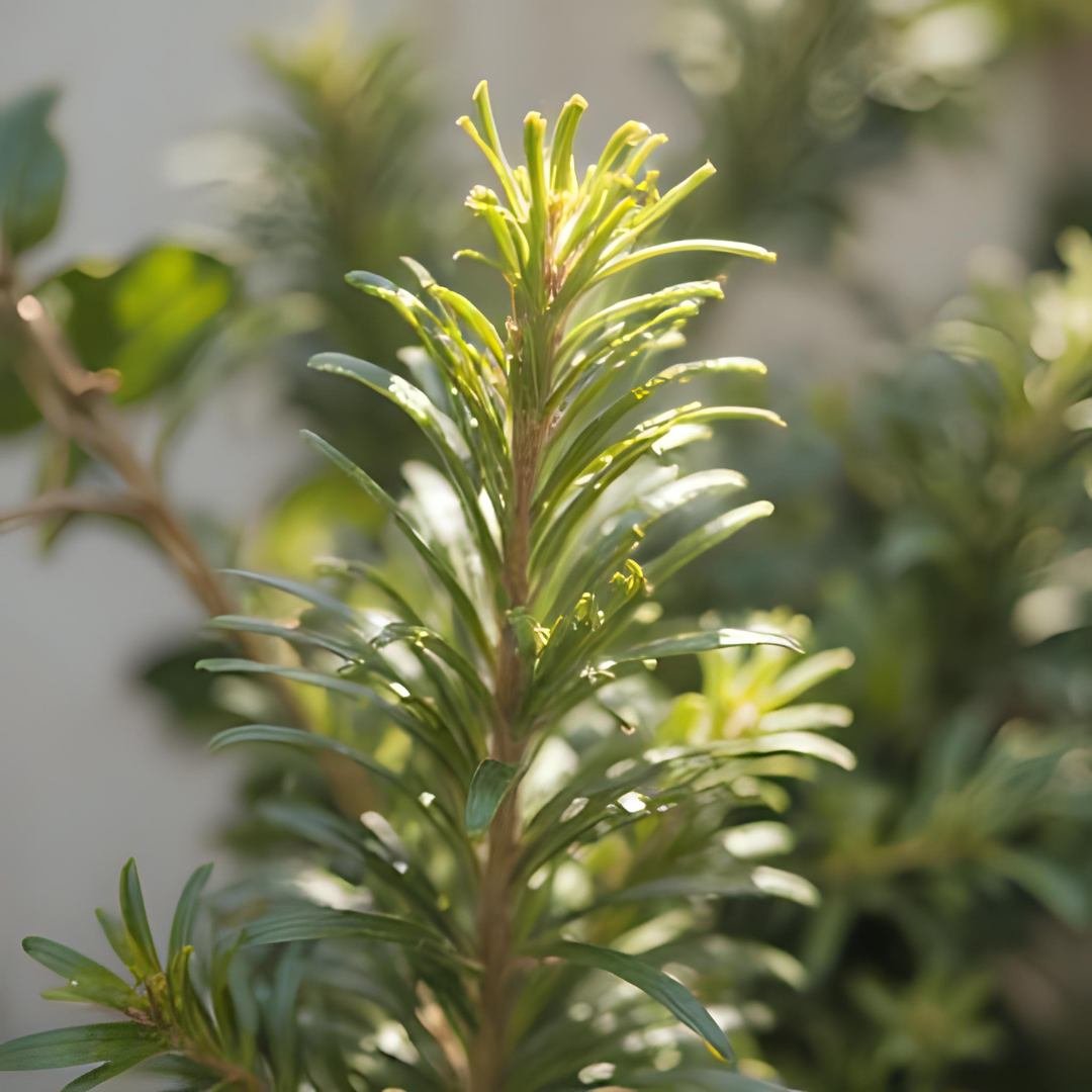 The Complete Guide to Rosemary Oil for Hair Growth