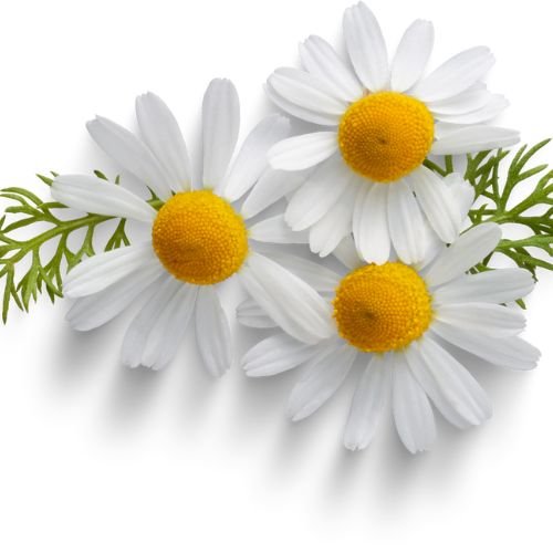 Chamomile Oil