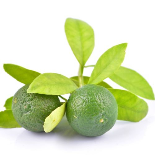 Nardostachys (jatamansi)