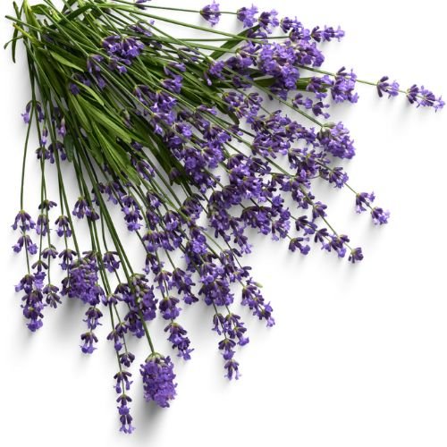 Lavender Oil
