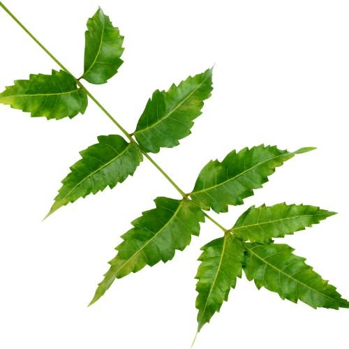 Azadirachta Indica (neem)