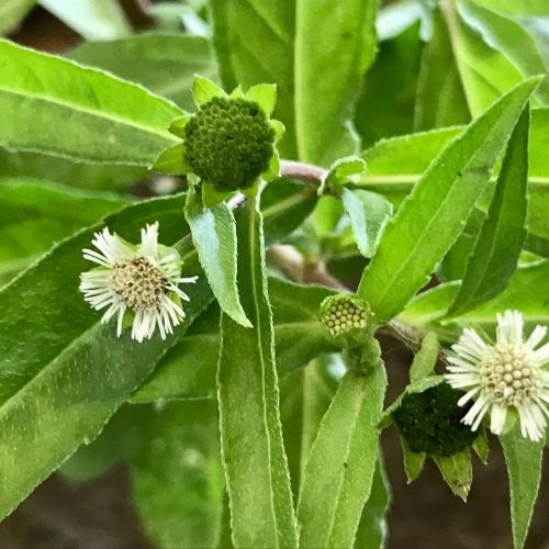 Bhringraj, Eclipta prostrata