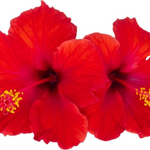 Hibiscus, Hibiscus rosa-sinensis